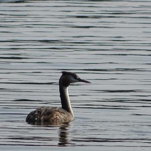 Great Crested Grebe