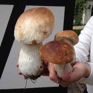 Summer Bolete