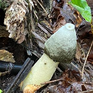 Stinkhorn, Common