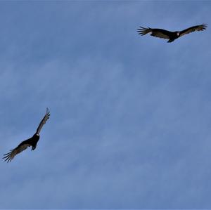 Turkey Vulture