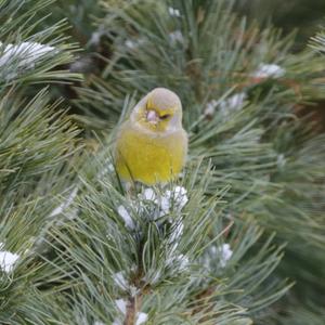 European Greenfinch