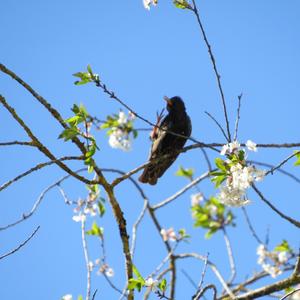 Common Starling