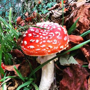 Fly Agaric