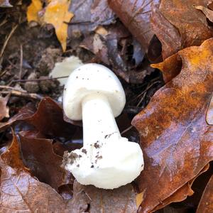 Destroying Angel