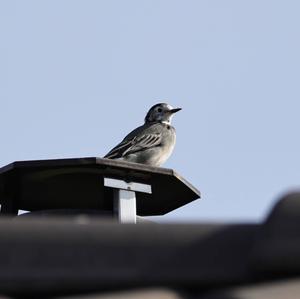 White Wagtail