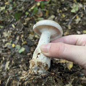 Cloudy Clitocybe