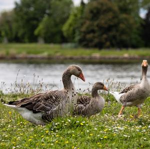 Greylag Goose