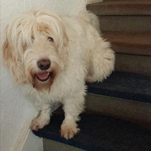 Unknown Breed