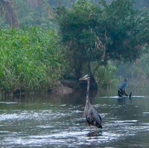 Grey Heron