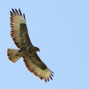 Common Buzzard