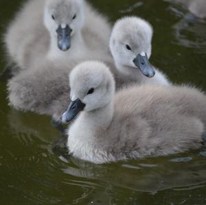 Höckerschwan