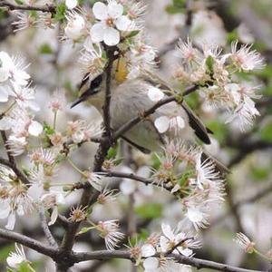 Firecrest