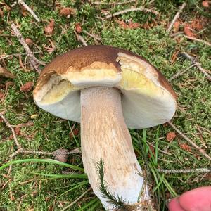 King Bolete