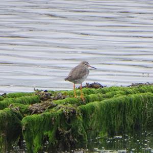 Common Redshank