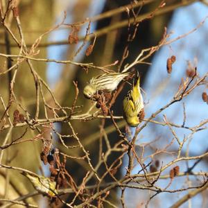 Eurasian Siskin