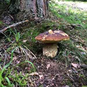 Bay Bolete