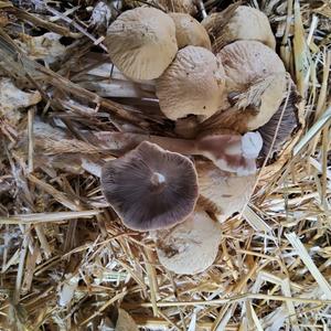 Schaf-Champignon