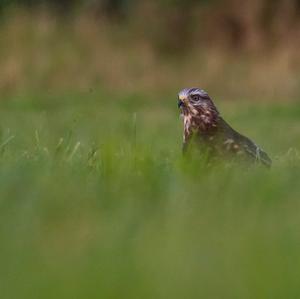 Mäusebussard