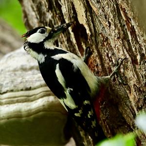 Great Spotted Woodpecker