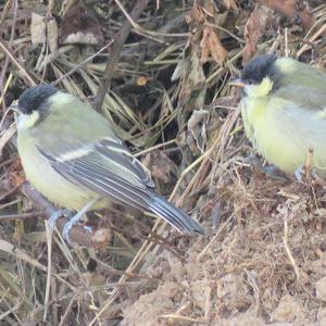 Great Tit