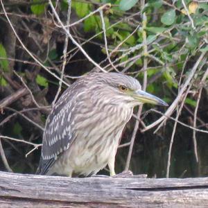 Black-crowned Night-heron