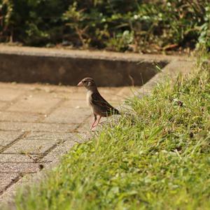 House Sparrow