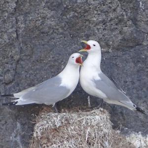 Black-legged Kittiwake