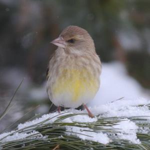 European Greenfinch