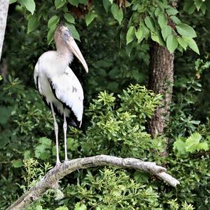 Wood Stork