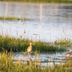 Eurasian Curlew