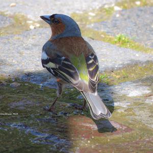 Eurasian Chaffinch