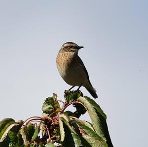 Braunkehlchen