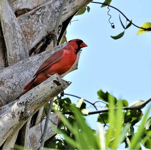 Northern Cardinal