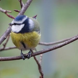 Blue Tit