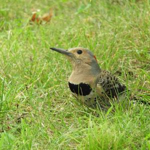 Northern Flicker