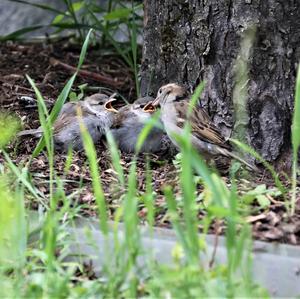 House Sparrow