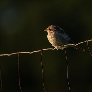 Red-backed Shrike