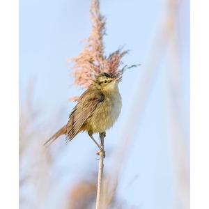 Zitting Cisticola