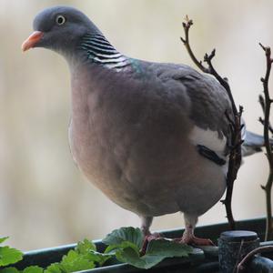 Common Wood-pigeon