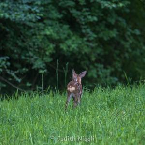 European Roe Deer