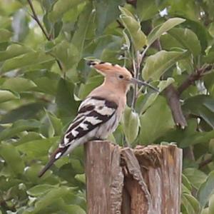 Eurasian Hoopoe