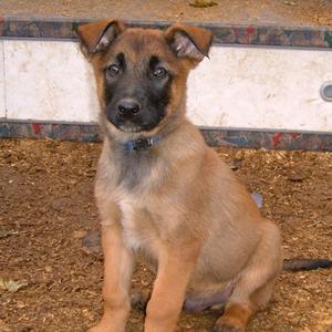 Belgian Shepherd Dog