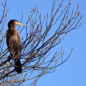 Great Cormorant