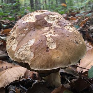 King Bolete