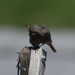 Black Redstart