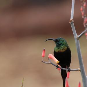 Beautiful Sunbird