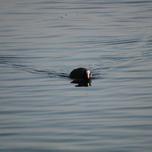 Common Coot