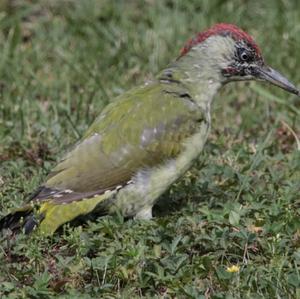 Eurasian Green Woodpecker