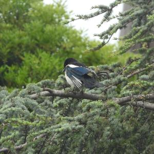 Black-billed Magpie