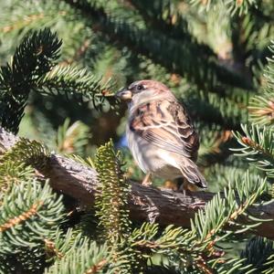 House Sparrow